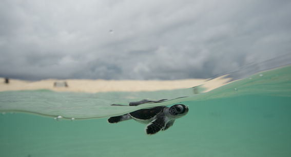 Celebrating success on Raine Island this World Turtle Day - Great ...